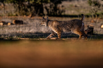 Very rare, Endangered, Iberian lynx, LInce iberico, Lynx pardinus, wild cat endemic to Iberian...