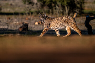 Very rare, Endangered, Iberian lynx, LInce iberico, Lynx pardinus, wild cat endemic to Iberian Peninsula in southwestern Spain, Europe. Evening, sunset atmosphere.