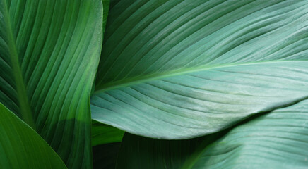 close up macro exotic fresh green leave texture tropical plant of spathiphyllum cannifolium in soft...
