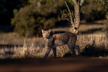 Very rare, Endangered, Iberian lynx, LInce iberico, Lynx pardinus, wild cat endemic to Iberian Peninsula in southwestern Spain, Europe. Evening, sunset atmosphere.