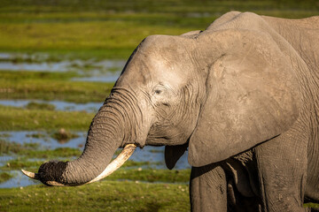 Lazy elephant, resting her trunk on her tusks, Amboseli National Park, Kenya