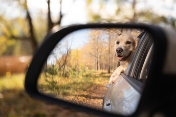 A dog looks out the car window on a sunny fall day. A golden retriever travels by car on a cool fall day.