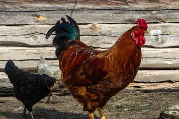 rooster with chicken in chicken coop. Home farm in the village