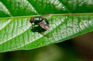 fly perch on green leaf
