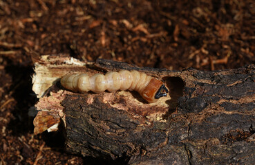 Longhorn beetle  larva on the branch of a mango tree . 