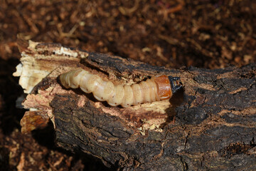 Longhorn beetle larvae on the branch of a mango wood