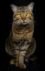 Obraz premium portrait of a cat