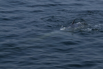 Obraz premium The tail fin of a Bryde's Whale quickly swims to the water, There are many Bryde's Whales living in the gulf of Thailand at Bang Tabun, Petchaburi, Thailand.