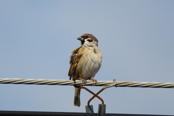 太めの電線に立つスズメ