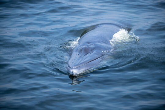 Bryde's Whale quickly swims to the water's surface to exhale by blowing the water into the air. There are many Bryde's Whales living in the gulf of Thailand at Bang Tabun, Petchaburi, Thailand.