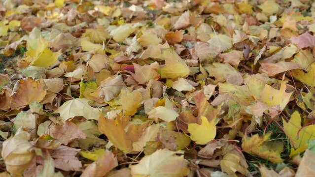 golden maple leaves blown by wind in backyard or park, background of a fall scenery