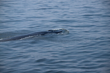 Obraz premium The tail fin of a Bryde's Whale quickly swims to the water, There are many Bryde's Whales living in the gulf of Thailand at Bang Tabun, Petchaburi, Thailand.
