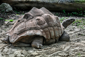 Walking seychelles giant tortoise. Latin name - Geochelone gigantea	