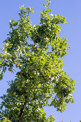 Apfelbaum an einem sonnigen Tag