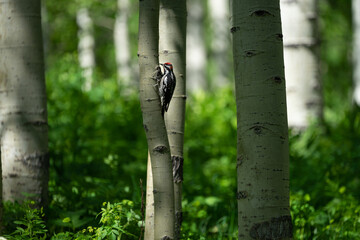 Woodpecker examining an aspen stump in Colorado