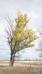 Obraz na płótnie Canvas Half-naked tree in the field