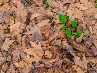 Beautiful nature's feast offered by earthy colored leaves with a green 