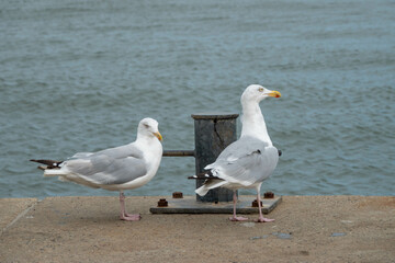 Fototapeta premium european herring gulls larus argentatus perched on the sea wall with the sea in the background