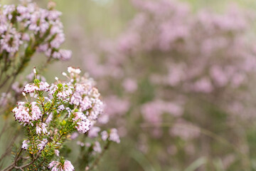 Beautiful wild flowers with purple color. Landscape with the mountain in the distance, cool blue tones and copy space