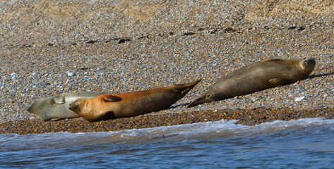 Common - Harbour Seals on shingle bank 