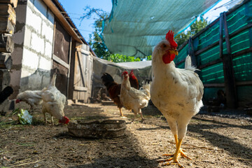 White chicken in the chicken coop yard © Pavel