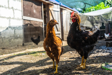 Hen and cockerel in the chicken coop yard © Pavel
