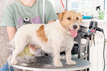 The process of trimming jack Russell on the grooming table with a lot of hair falling out, hair