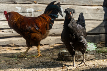 rooster with chicken in a chicken coop. home farm in village