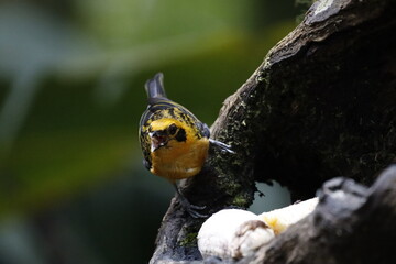 Aves y fauna de Manizales, Caldas Colombia. Magníficos colores