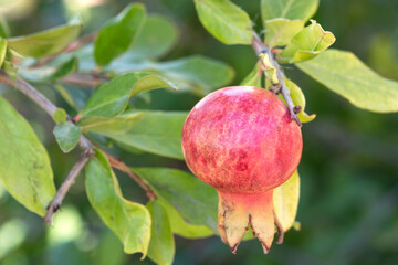 Ripe colorful pomegranate fruit on tree branch