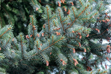 A branch of blue spruce with young cones, outdoor, background. Blue spruce branch close up. Christmas tree branch texture.