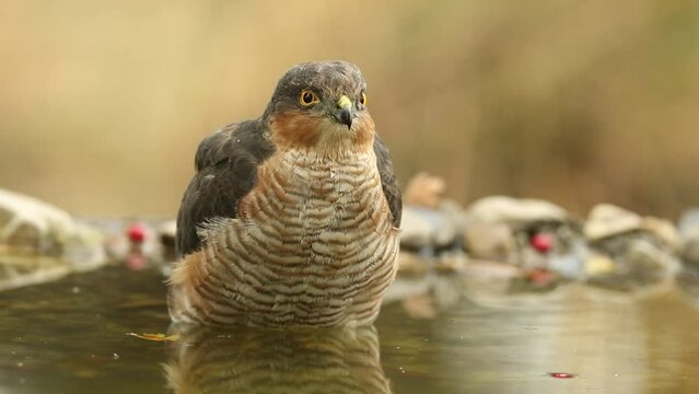Adult male Eurasian sparrow hawk drinking and bathing in a natural water point in a Mediterranean forest with the last light of the day