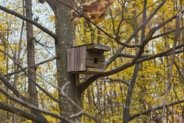 Wooden feeder for squirrels and birds on a tree in the autumn forest birdhouse