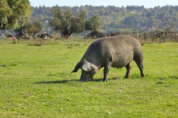 Pig grazing on pasture. Free range pig farming