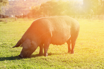 Pig grazing on pasture on sun set. Free range pig farming