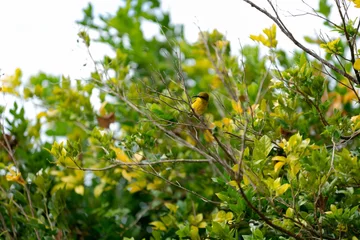 Photo sur Plexiglas Olivier Scenic view of an olive-backed sunbird standing on the branch of a tree