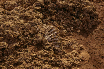 Los restos arqueológicos de una concha. 