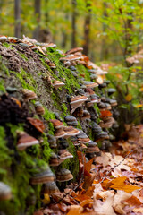 Colony of Stem decay fungi (Fomitopsis pinicola) with colorful lined caps on a mossy rotten tree in forest in Iserlohn Sauerland Germany. The conks (fruit bodies) are known as red-belted conks. - obrazy, fototapety, plakaty