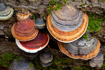 Fomitopsis pinicola, is a stem decay fungus common on softwood and hardwood trees. Its conk (fruit body) is known as the red-belted conk. Several lined caps on a rotten tree trunk seen from above. - obrazy, fototapety, plakaty