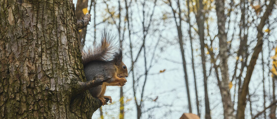 Squirrel in autumn park scene portrait