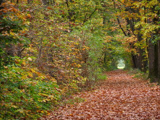 Fototapeta premium Herbstzeit im Wald