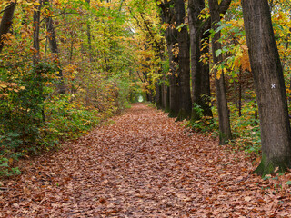 Herbstzeit im Wald