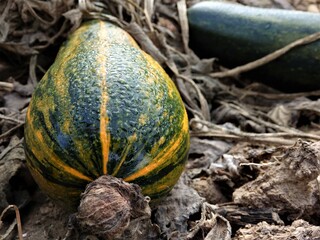 Colors of the pumpkin