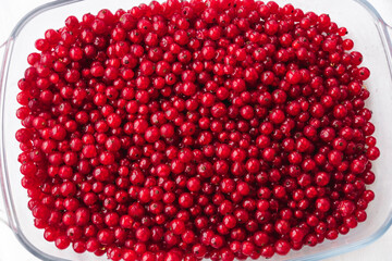 Ripe red currant berries in glass baking tray. Red currant natural background wallpaper banner. A lot of red berries of ripe currants in a transparent bowl. Farming concept, harvesting