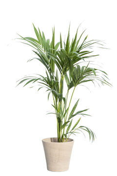 Kentia palm tree in pot