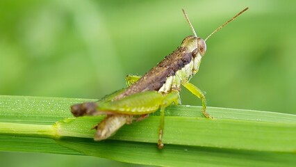 grasshopper on a leaf green