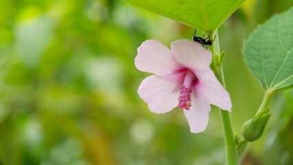 West Kalimantan of Indonesia about nature flora and fauna