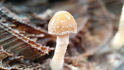 West Kalimantan of Indonesia about nature flora and fauna