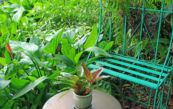 Empty turquoise wrought iron bench by Texas Mud Baby plants in a tropical garden
