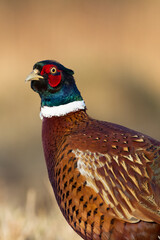 male Common pheasant Phasianus colchius Ring-necked pheasant in natural habitat, grassland in early winter	
